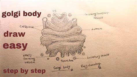 How To Draw Golgi Appartusgolgi Body Drawing Youtube