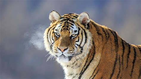 Wild Siberian Tiger Contained After Injuring Villager In Northeast