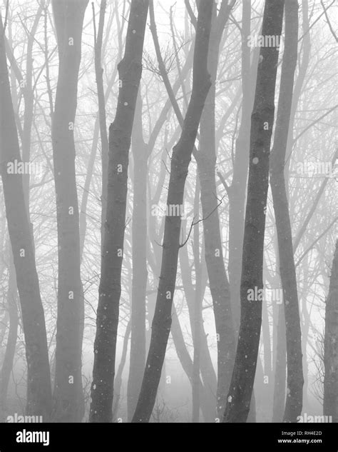Forest Landscape Image On Foggy Autumn Fall Morning In Black And White