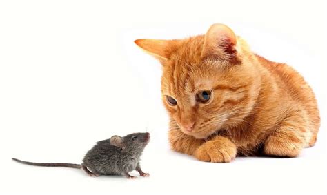 A Cat Is The Best Natural Mouse Deterrent How To Get Rid Of
