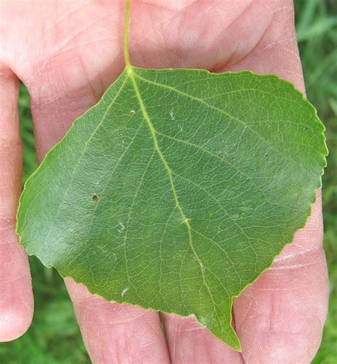 Poplars Tree Guide Uk Poplar Trees Identification