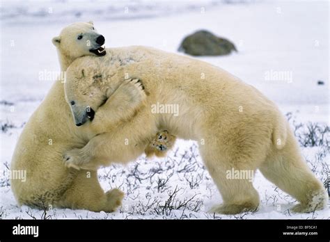 Polar Bears Ursus Maritimus Playing Hugging Churchill Canada Stock