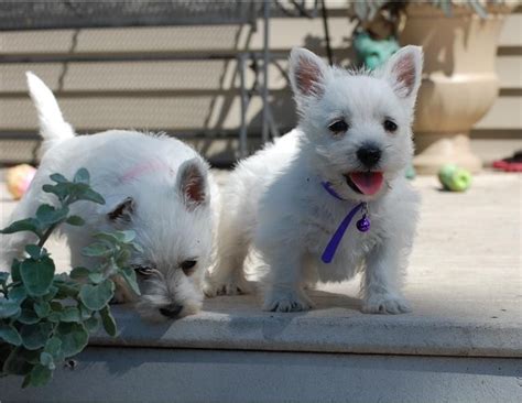 Petco dog training in springfield, il. West Highland White Terrier Puppies For Sale | Springfield, IL #114426