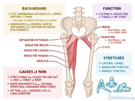 Pectineus Muscle With Leg Abductor Brevis And Magnus Location Outline