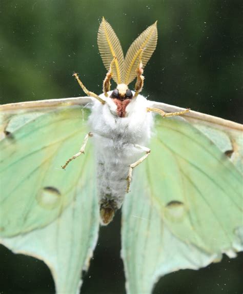 Creature Feature Luna Moth Raritan Headwaters