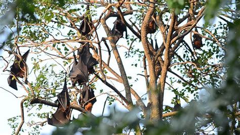 Group Of Bats Lyles Flying Fox On Tree Wat Pho Bang Khla