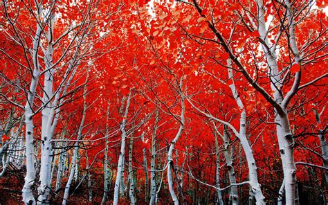 Fall Birch Red Leaves Hd Wallpaper 2560x1600
