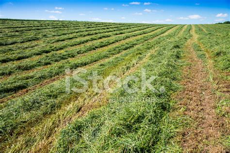 Freshly Cut Hay In A Field Stock Photo Royalty Free Freeimages