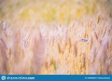 Wheat Field Sunny Day Under Blue Sky Bright Summer Day