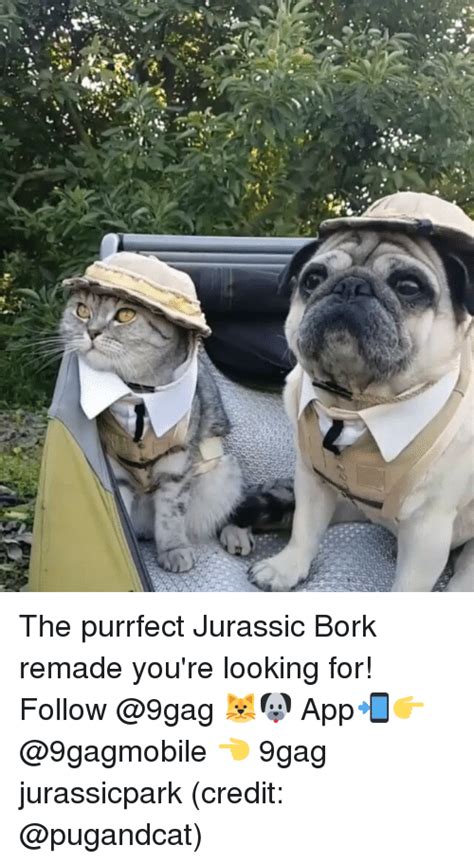 The Purrfect Jurassic Bork Remade Youre Looking For Follow 🐱🐶 App📲👉