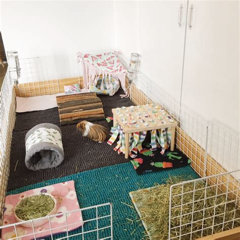 Guinea Pigs Cage Set Up And Recommendations Gizmo And Co