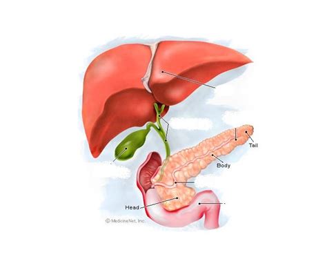The right lobe liver has four sections. Liver, Pancreas, Gallbladder Anatomy