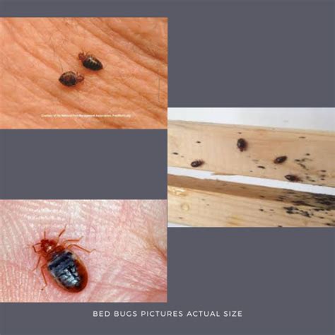 Bed Bug Size A Detailed Identification Of Bed Bugs Including Life Cycle