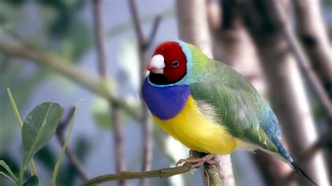 Gouldian Finch Full Hd Wallpaper And Background Image 1920x1080 Id