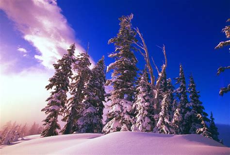 Sunrise Over Snow Covered Pine Trees Photograph By Natural Selection