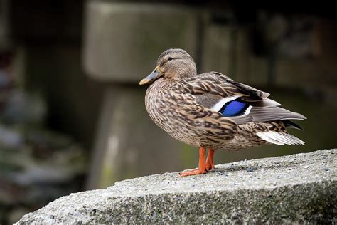 Dabbling Duck Photograph By Rose Guinther Pixels