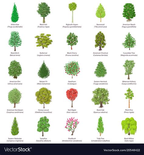 We did not find results for: Tree types icons set isometric style Royalty Free Vector