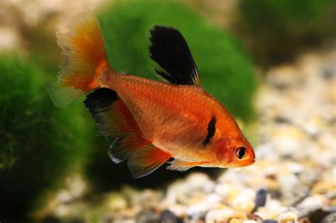 Barb Fish Characteristics Habitats Types And More