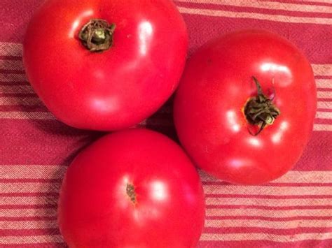 Biltmore Tomato Variety Nears Perfection