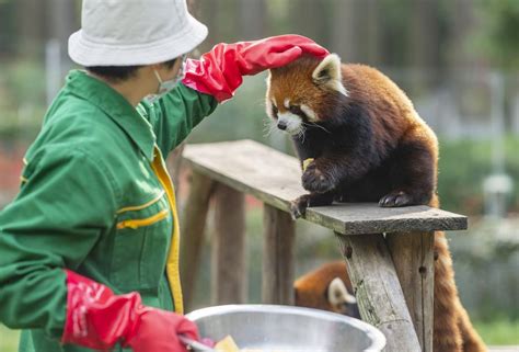 Zoo Keepers In Wuhan Xinhua Englishnewscn
