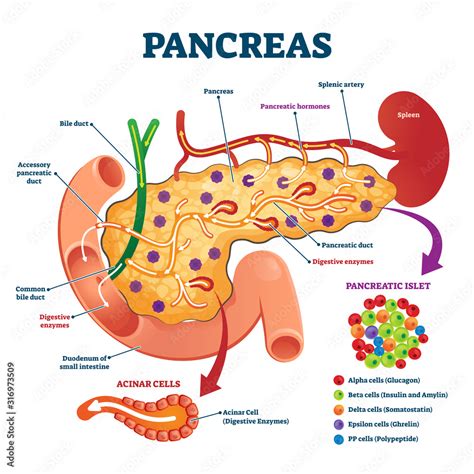 Vetor De Pancreas Anatomical Cross Section Model Vector Illustration