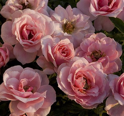 Sweet Sunblaze® Miniature Rose Natorps Online Plant Store