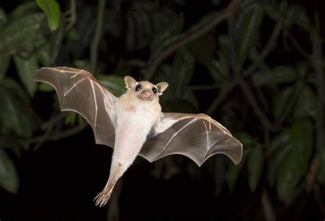 Dwarf Epauletted Fruit Bat Bat Species Cute Bat Fruit Bat
