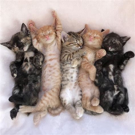 32 Cats Who Look So Cozy Theyll Make Us Want To Curl Up And Take A