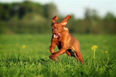 Top 10 Fastest Dog Breeds In The World Top10hq