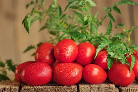 Best Disease Resistant Tomato Varieties For Common Tomato Diseases