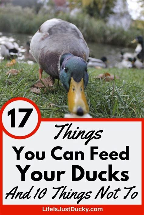 What To Feed Ducks In Your Backyard What To Feed Ducks Backyard