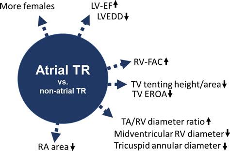 Atrial Functional Tricuspid Regurgitation Novel Definition And Impact
