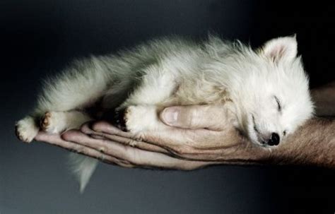 Huskie Pup Sleeping Wolf Cute Animals Animals Beautiful