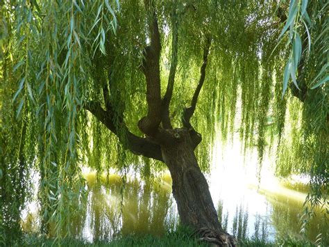 Willow Tree Wallpapers Wallpaper Cave