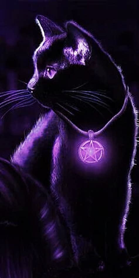 Black Cats With Purple Eyes