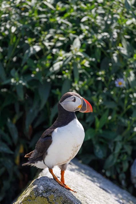 Where To See Puffins In Maine 5 Best Puffin Tours In Maine New