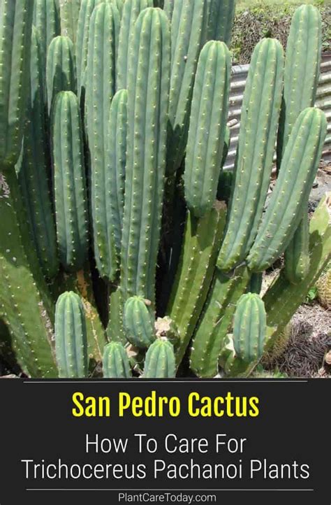 Growing San Pedro Cactus How To Care For Trichocereus Pachanoi San