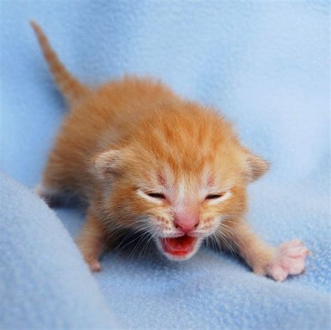 6 Week Old Baby Kitten One Week Old Kittens Amo Images Amo Images
