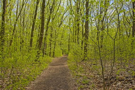 Path Through A Fresh Green Spring Forest In The Flemish Countryside
