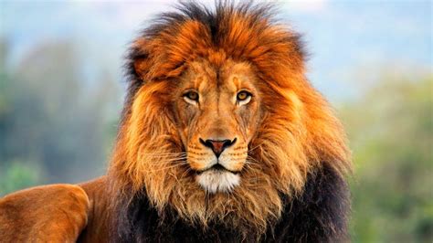 Wildlife Hd Wallpapers Lions Hd Wallpapers The King Of Jungle 2014