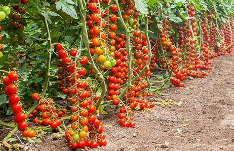 Τhe World Famous Tomatoes From Italy This Is Italy