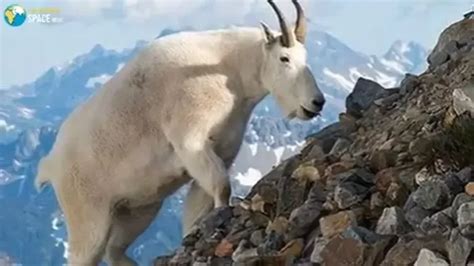 Incredible Mountain Goats Defy Gravity The Wild Animals That Climb Up
