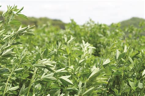 Planting Alfalfa In Fall Seeding Alfalfa Field Midwestern Bioag