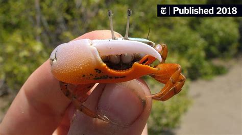 For Fiddler Crabs ‘size Does Matter The New York Times