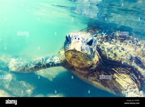 Sea Turtle Underwater At Hikkaduwa Beach Stock Photo Alamy