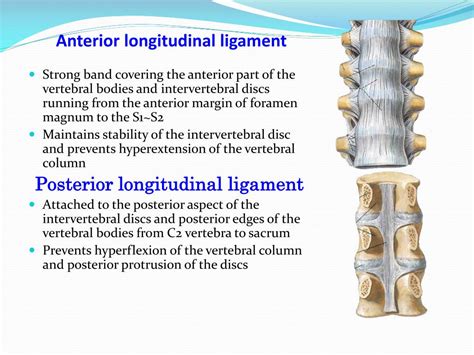Anterior Longitudinal Ligament Anatomy