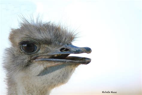Even Birds Have Better Eyelashes Than I Do Ostrich Zoo T Flickr