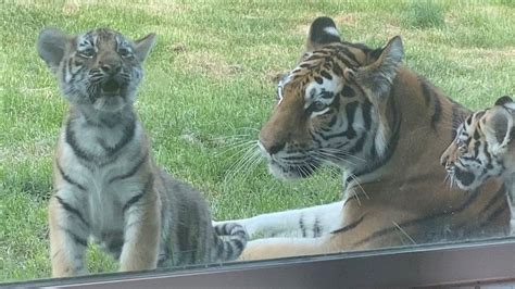 Trio Of Amur Tiger Cubs Moving To Full Habitat At Minot Zoo
