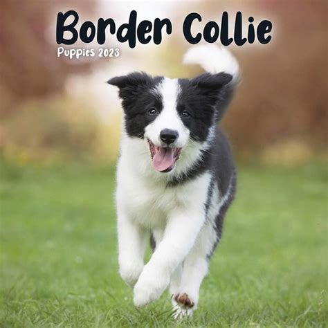 Border Collie Puppies 2023 Mini Wall Calendar Ubicaciondepersonas