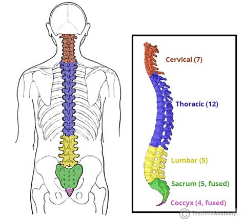 Image Result For How Many Vertebrae Are There With Images Spinal Cord